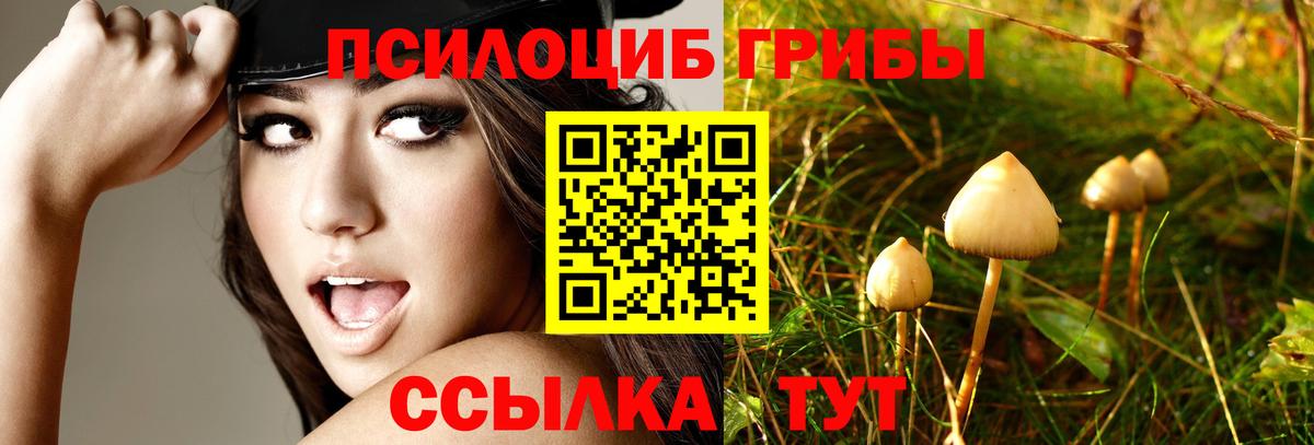 Заволжье  Галлюциногенные грибы Psilocybe  Вход с VPN 